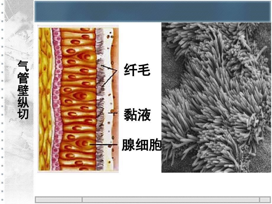 第三章人的呼吸_第5页