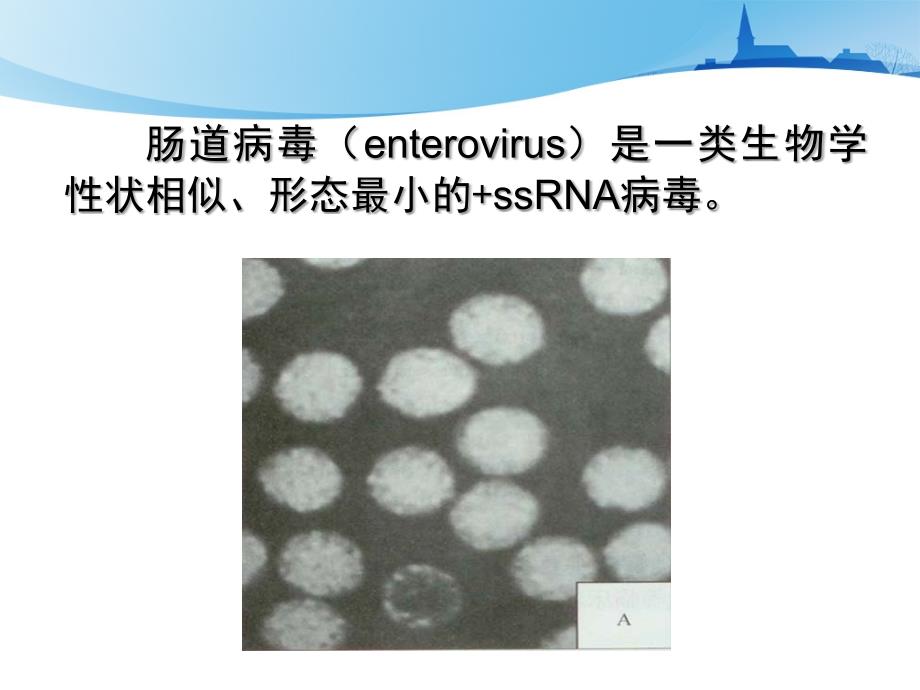 肠道胃肠炎课件_第2页