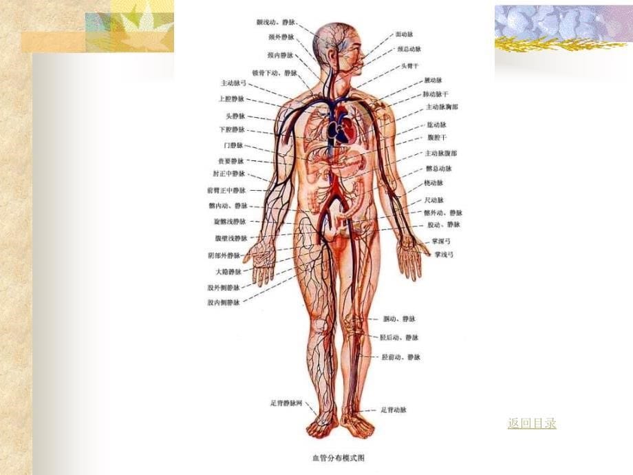 《脉管学总论》PPT课件复习过程_第5页