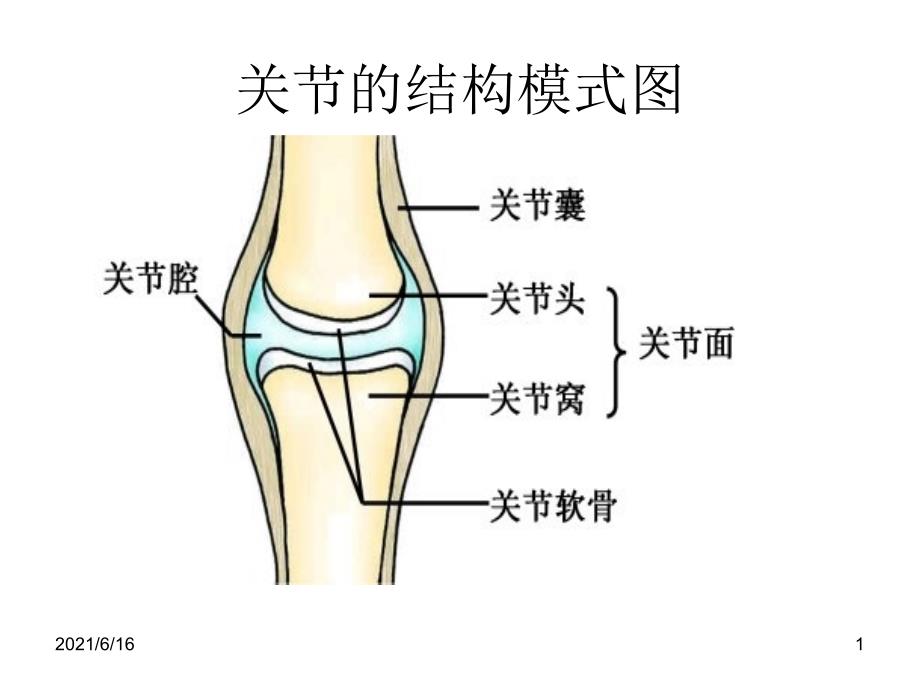 关节结构PPT课件_第1页