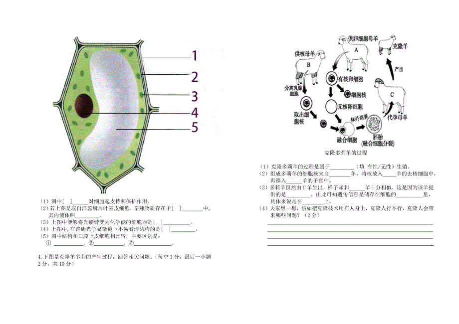 七年级上册生物-试卷_第3页