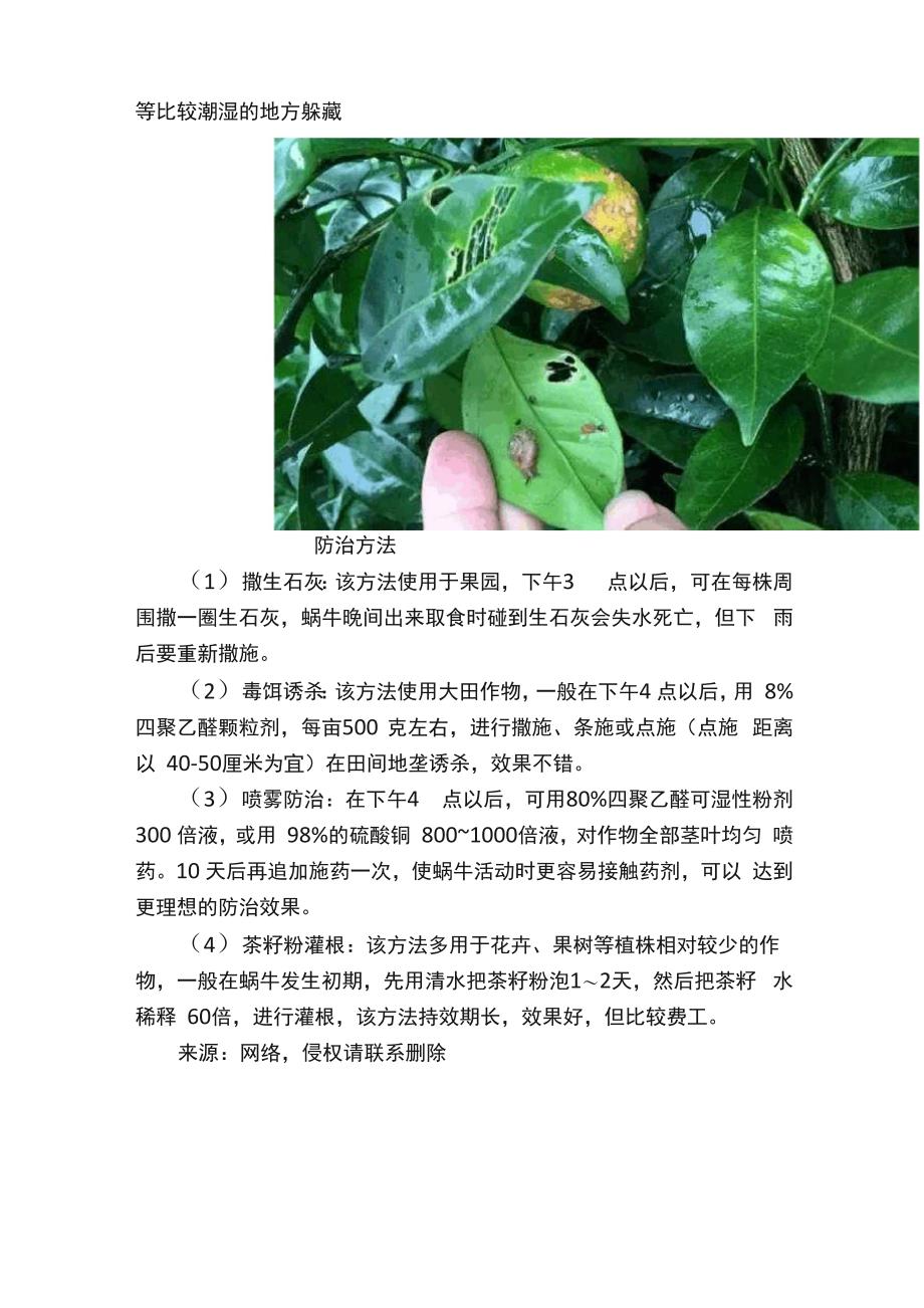 防治蜗牛这几种方法很管用彻底干净！_第2页