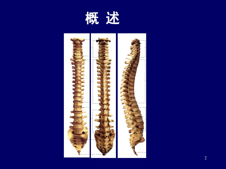 脊柱区断层解剖简PPT课件_第2页