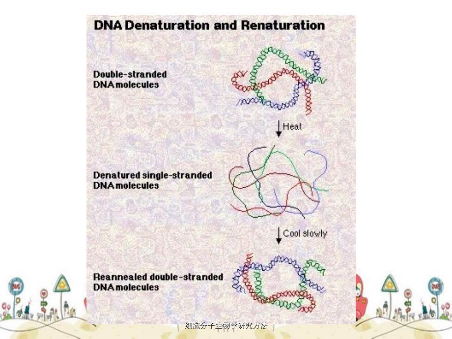 细胞分子生物学研究方法_第3页