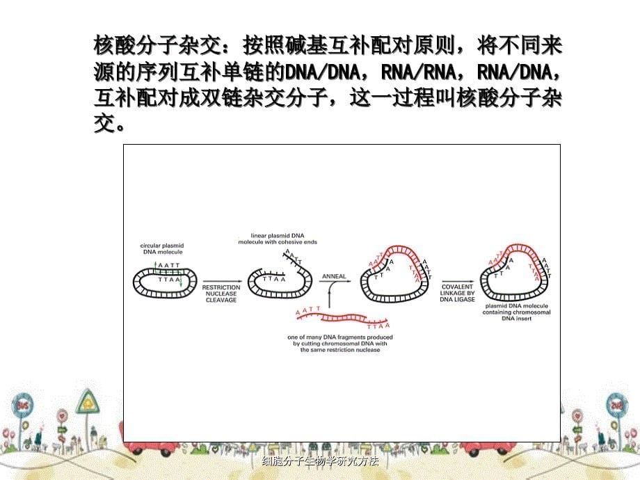 细胞分子生物学研究方法_第5页