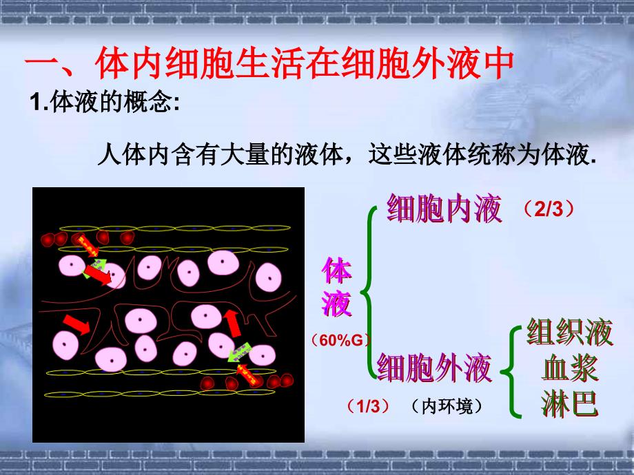 11细胞生活的环境课件（人教版必修III）_第3页