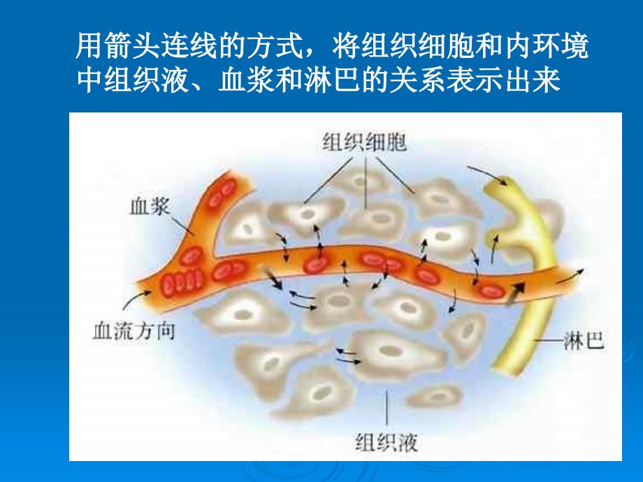 11细胞生活的环境课件（人教版必修III）_第4页