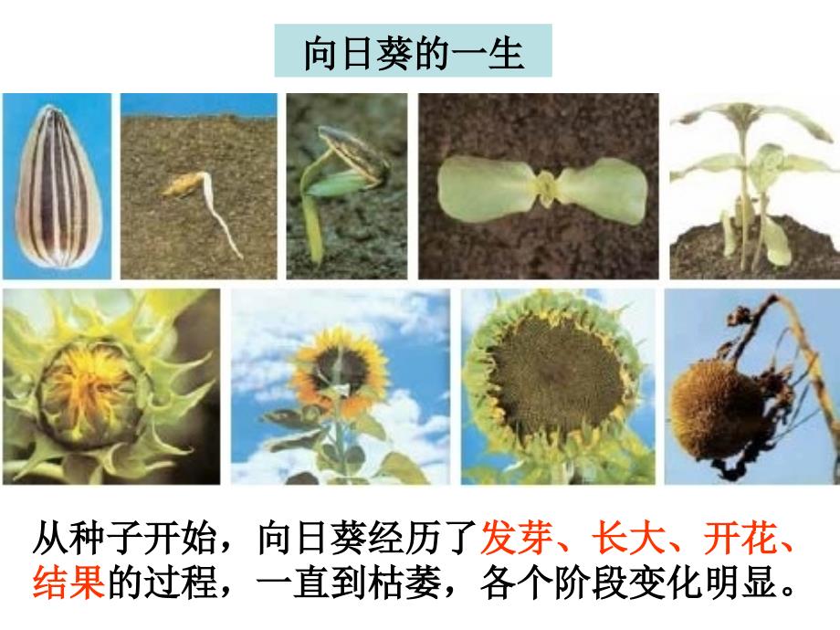 三上一6植物发生了什么变化_第2页