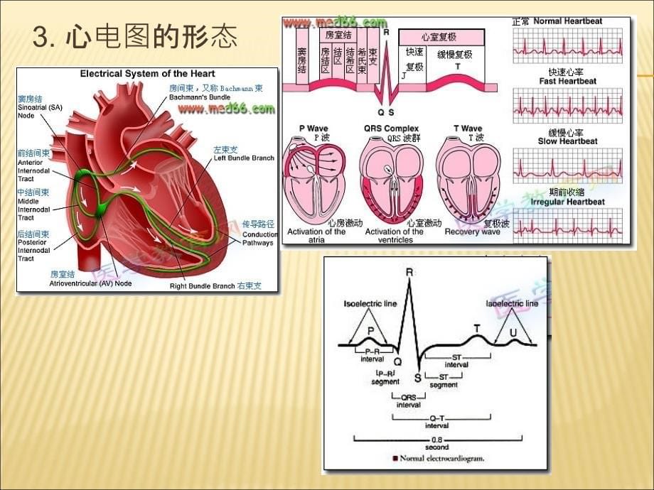 心电图测量原理与仪器使用_第5页