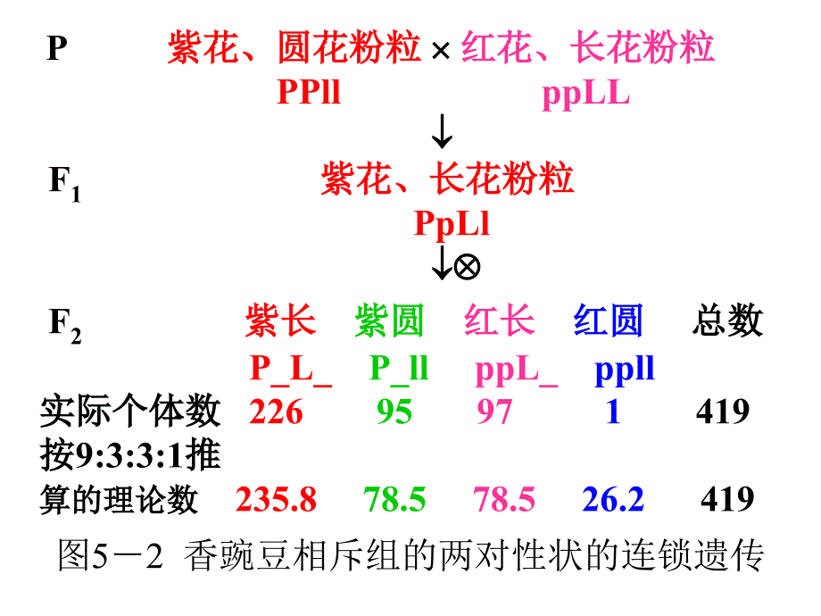 连锁遗性连锁_第4页