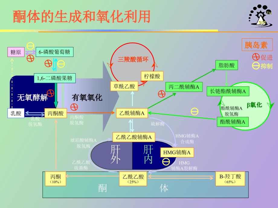 糖尿病急性并发症预防治疗_第4页