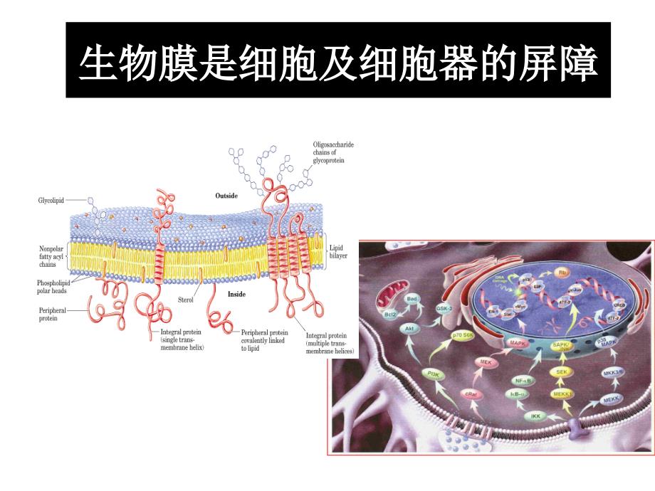 第十章生物膜_第2页