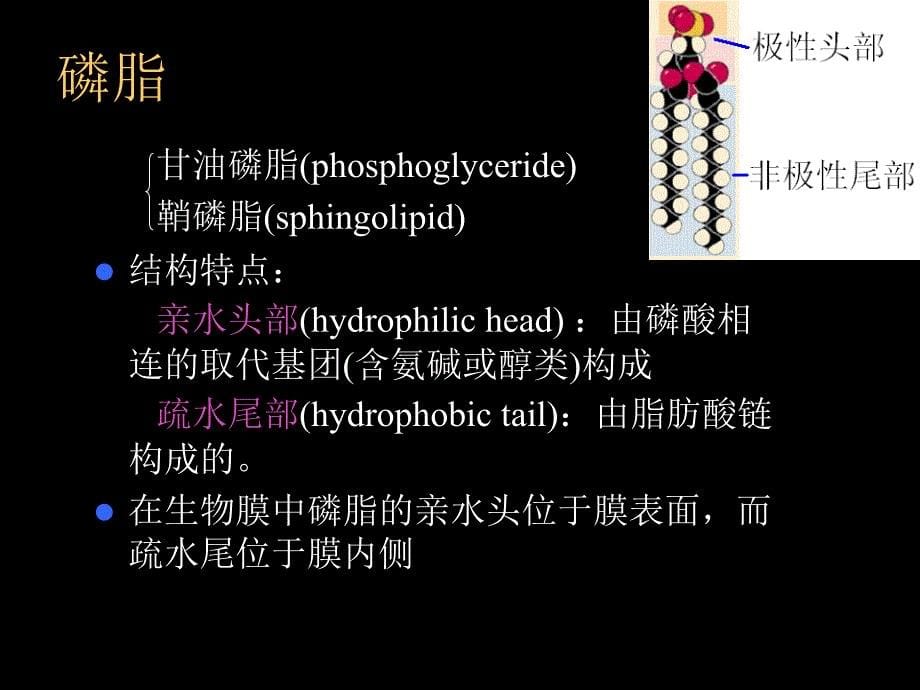 第十章生物膜_第5页