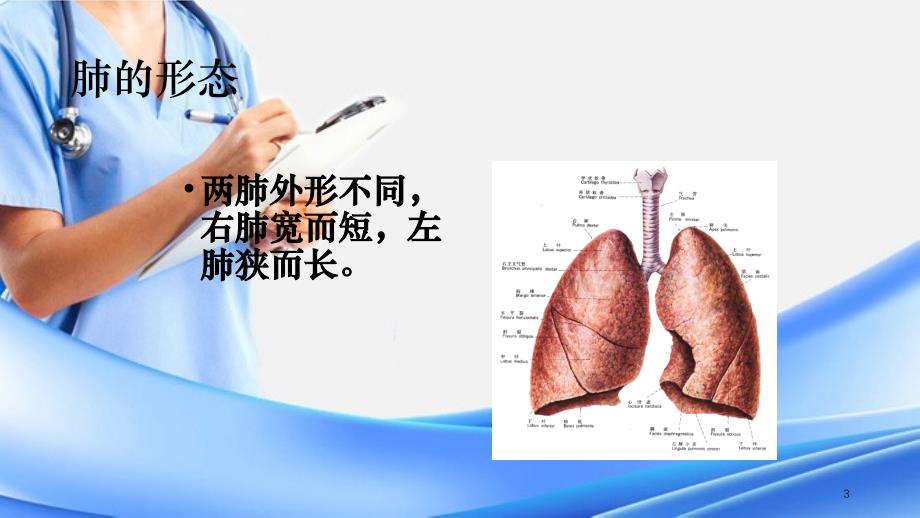 肺的解剖和生理精选干货_第3页