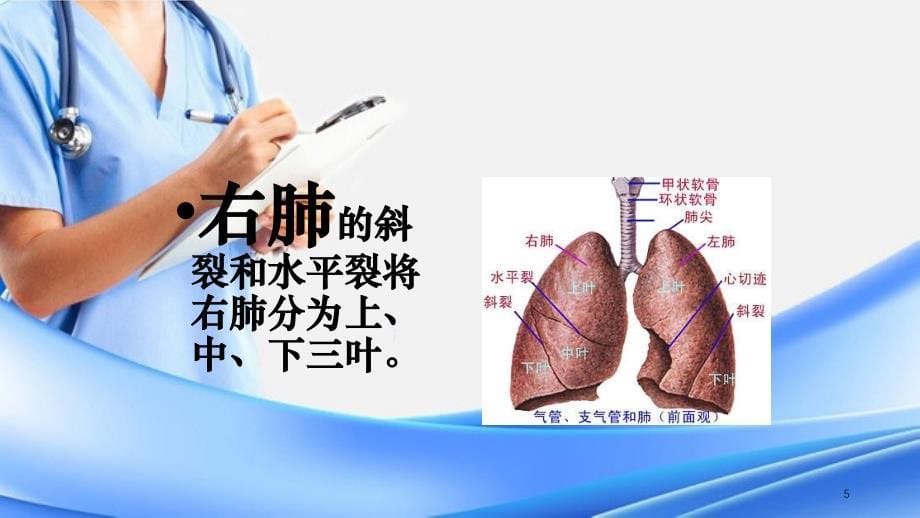 肺的解剖和生理精选干货_第5页