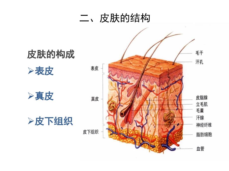 皮肤毛发基本知识及化妆品的功效评价_第4页