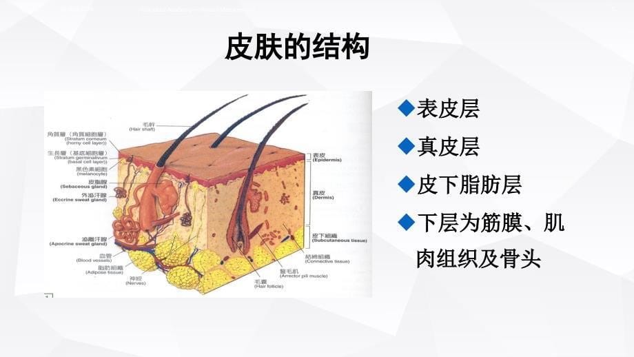 伤口愈合理论_第5页