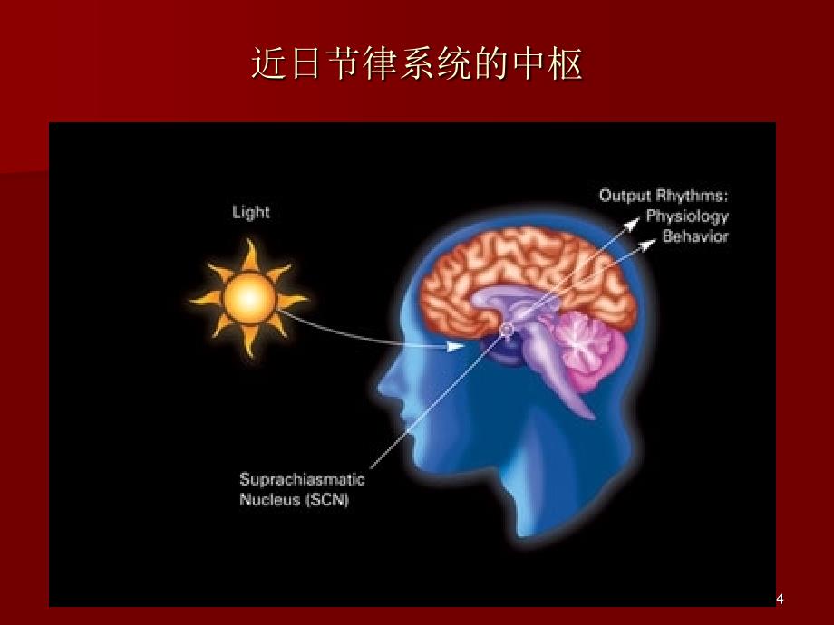 时间药理学与临床合理用药_第4页