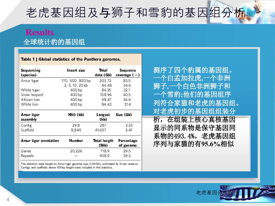 老虎基因分析课件_第4页