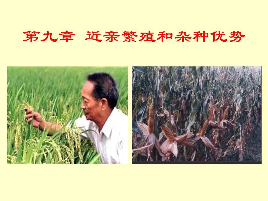 普通遗传学：第九章 近亲繁殖和杂种优势