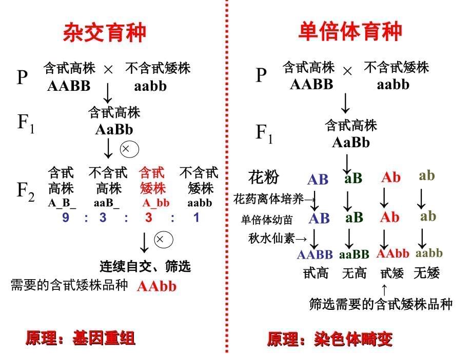 生物的变异复习课件_第5页