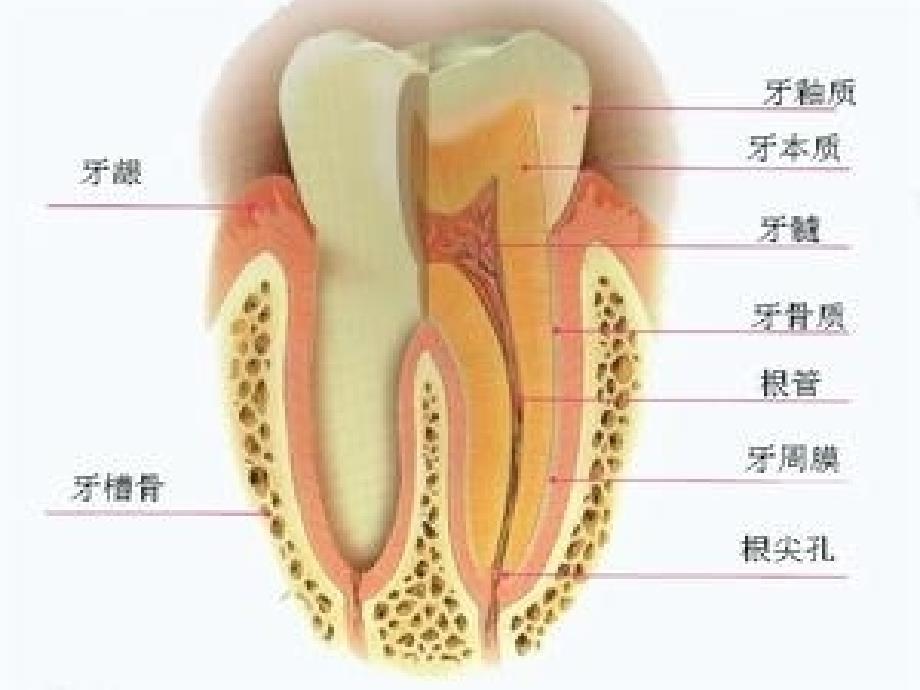 口腔保健知识讲座(一)_第3页