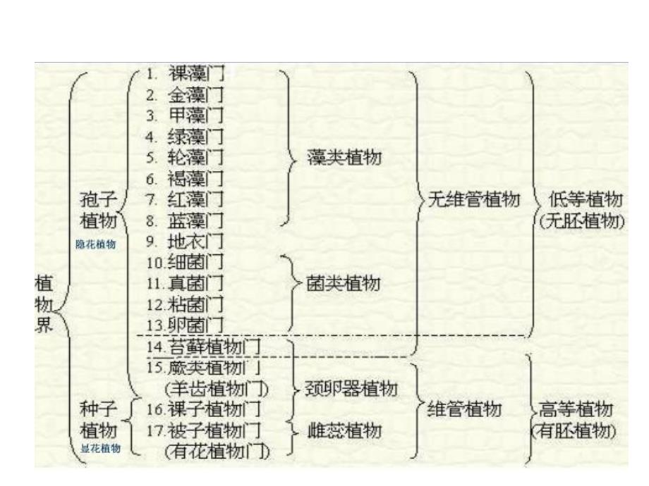 植物学实验4菌类_第3页