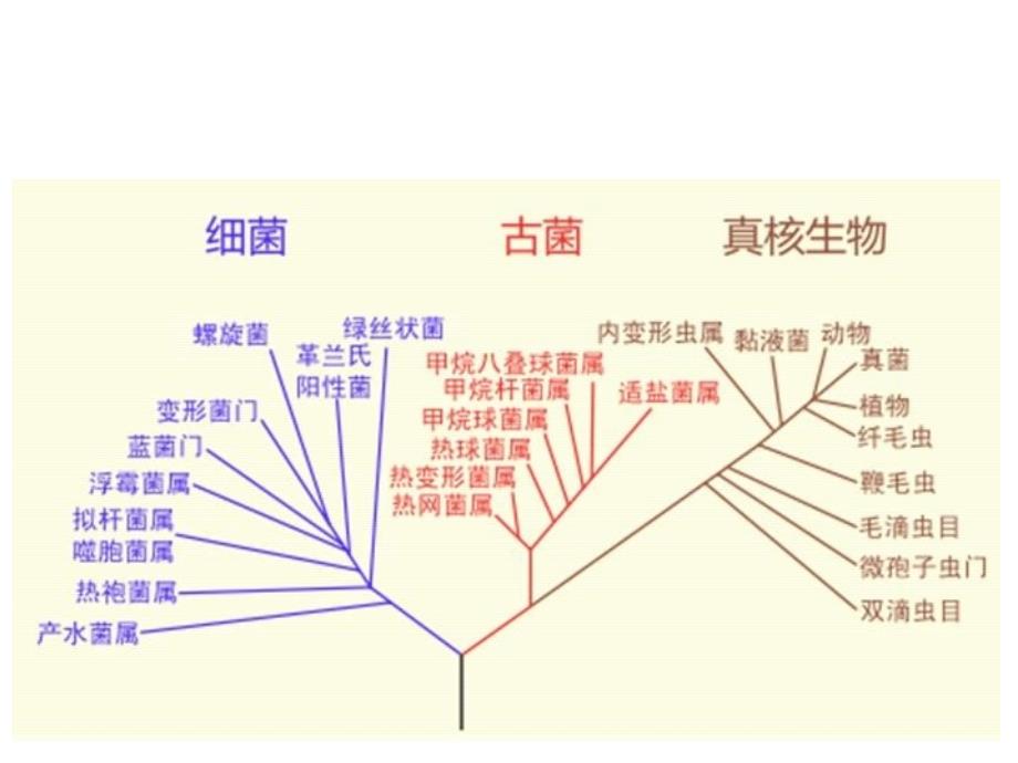 植物学实验4菌类_第4页