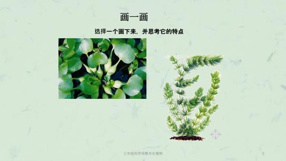 三年级科学观察水生植物课件_第5页