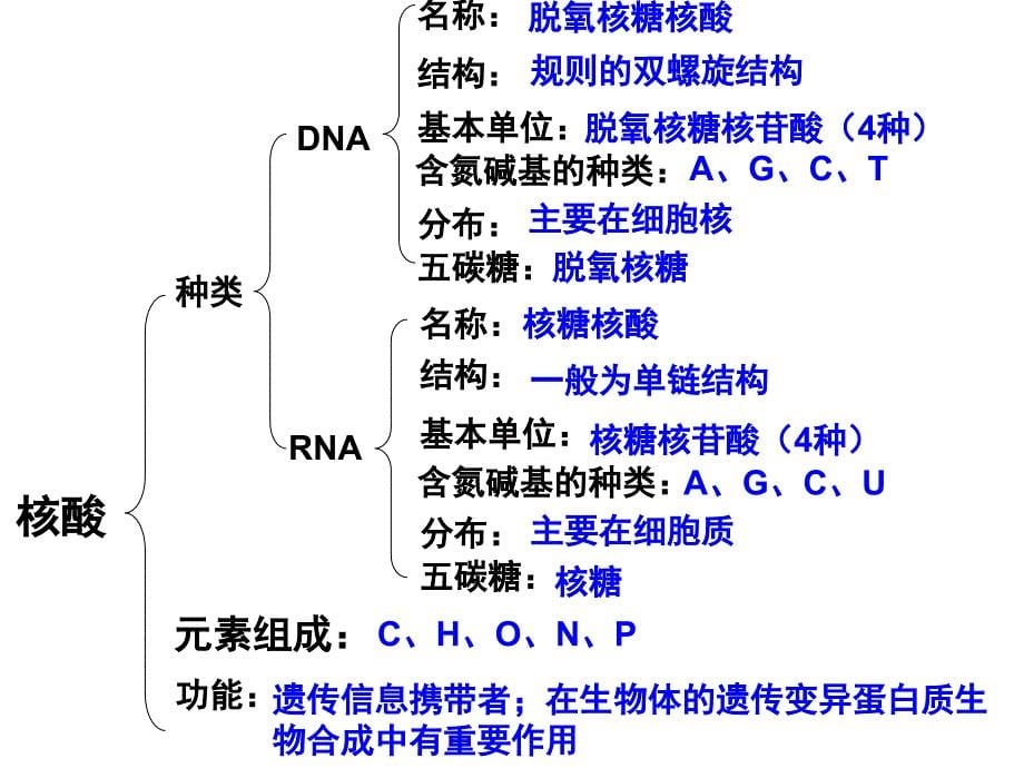 diyilun核酸和蛋白质(上课用)_第5页