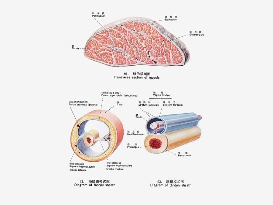 人体解剖学课件：肌学3_第5页