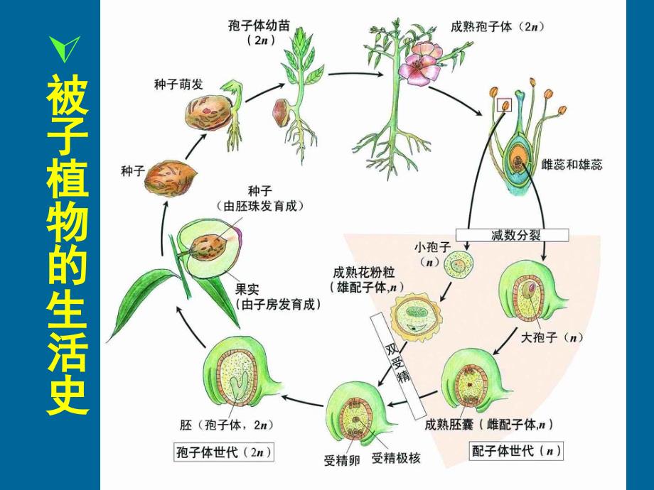 植物生物学：果实和种子_第3页