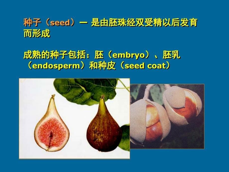 植物生物学：果实和种子_第5页