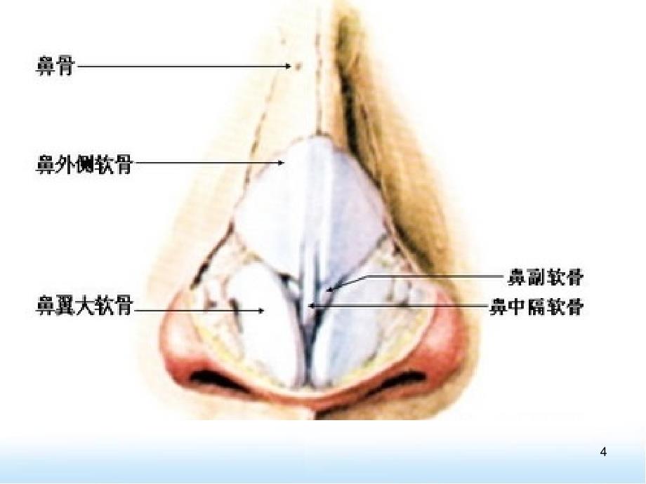 鼻子的结构与功能医学PPT课件_第4页