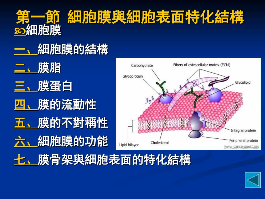 分细生CH7第四章细胞膜与细胞表面_第2页