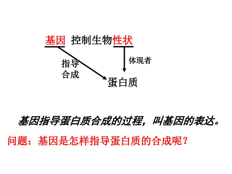 41基因指导蛋白质的合成_第1页