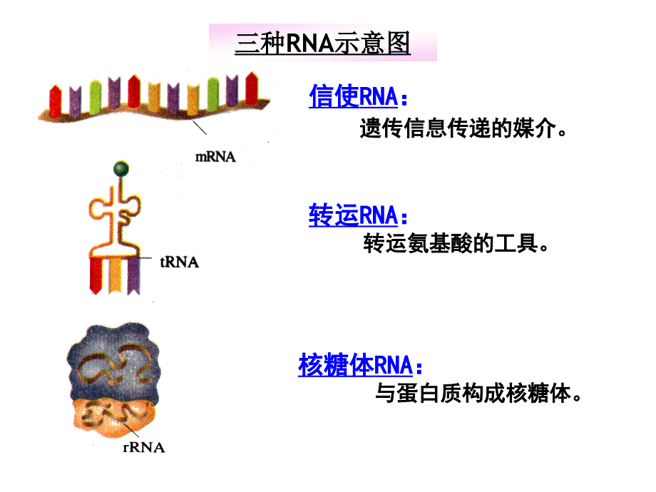 41基因指导蛋白质的合成_第4页