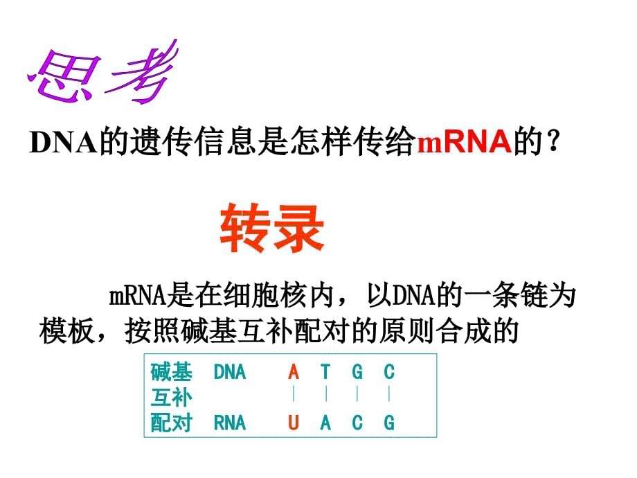 41基因指导蛋白质的合成_第5页