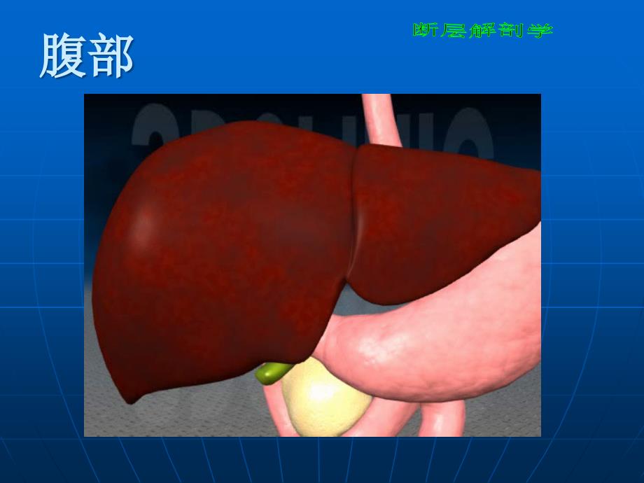 断层解剖学腹部PPT课件_第1页