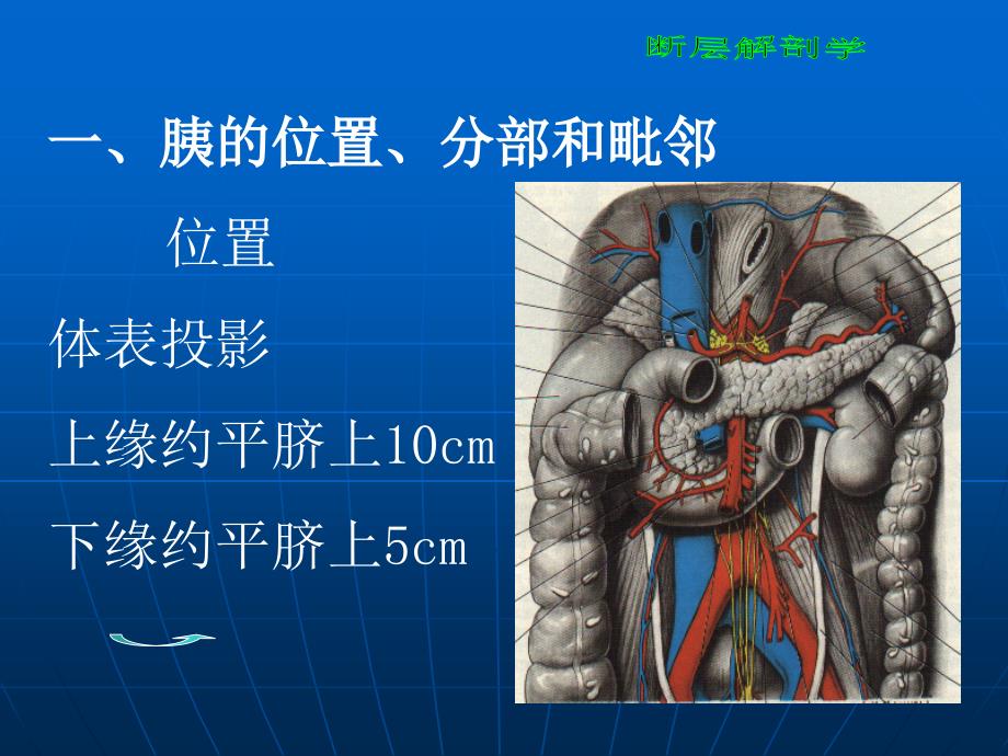 断层解剖学腹部PPT课件_第4页