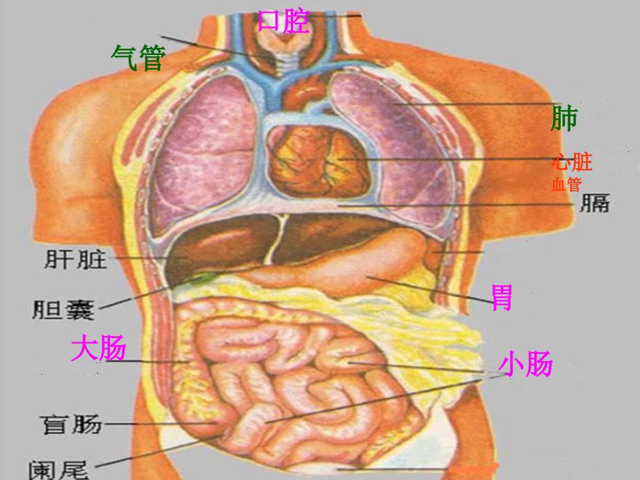 六年级科学下册课件4人体的组成52冀人版共18张ppt_第3页