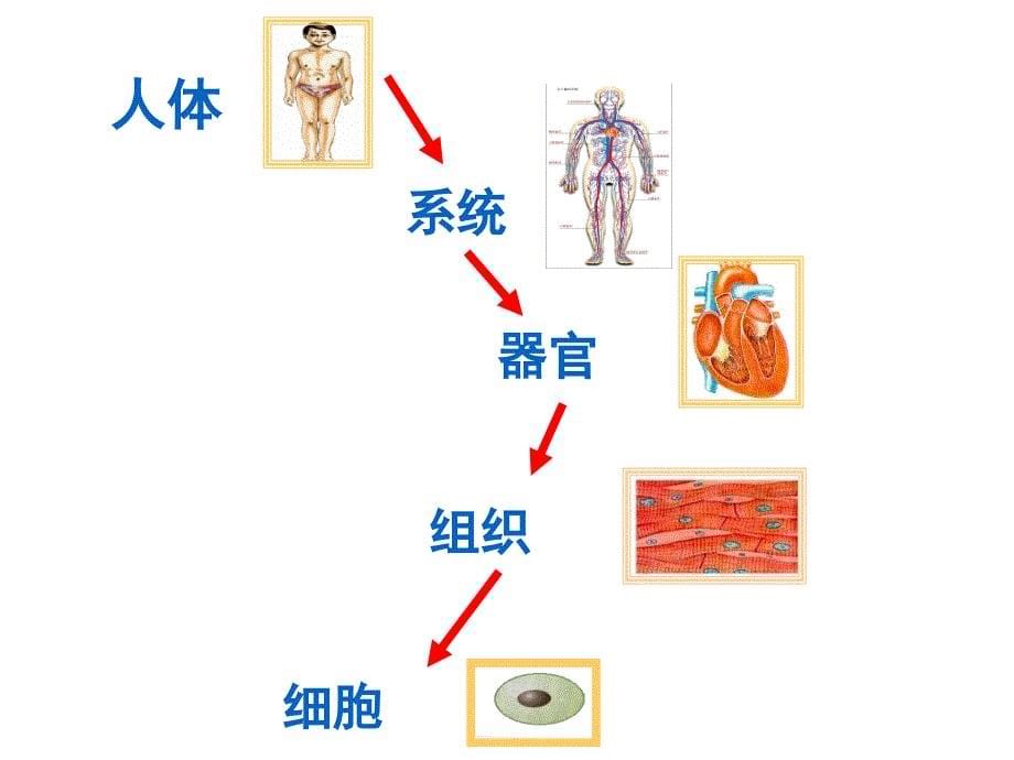 六年级科学下册课件4人体的组成52冀人版共18张ppt_第5页