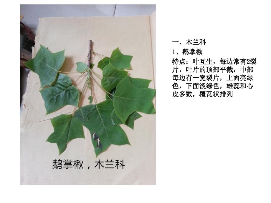 植物叶子辨认PPT课件_第1页