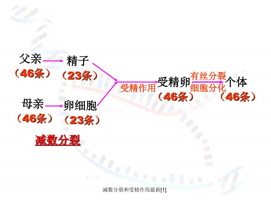 减数分裂和受精作用[1]_第2页