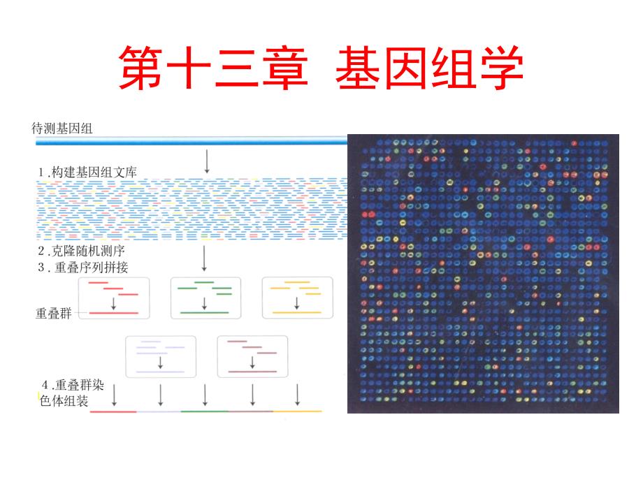 遗传学幻灯13_第1页