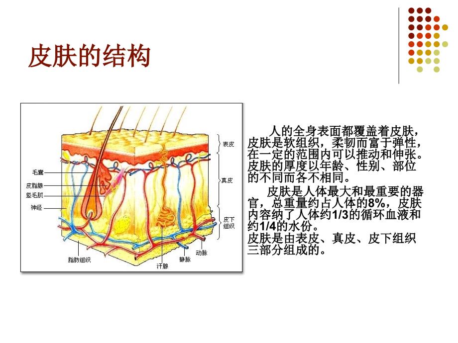 皮肤结构基础知识课件_第2页