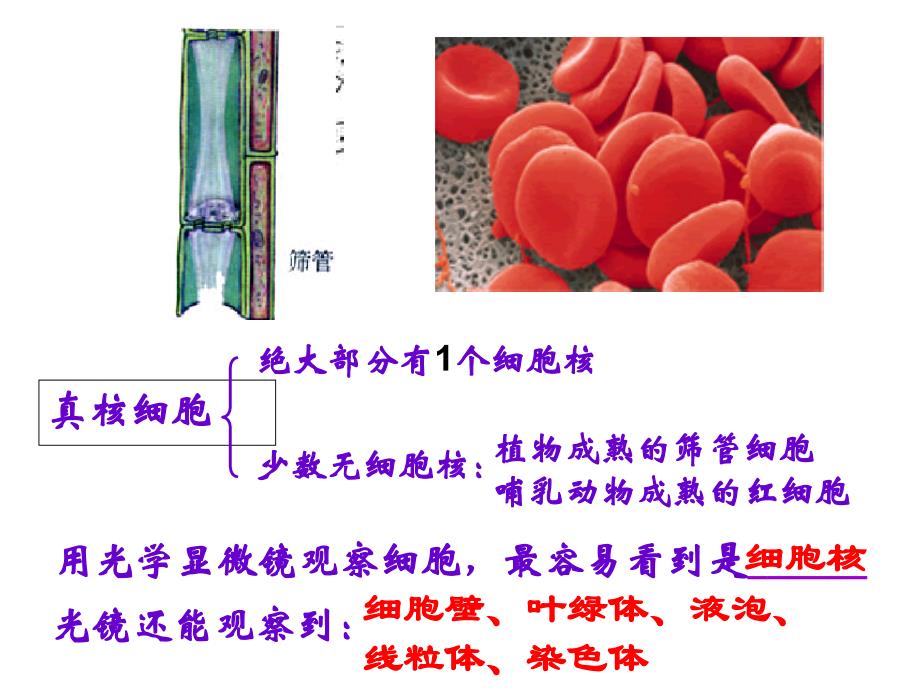 人教版高中生物必修1第三章第3节细胞核系统的控制中心2_第2页