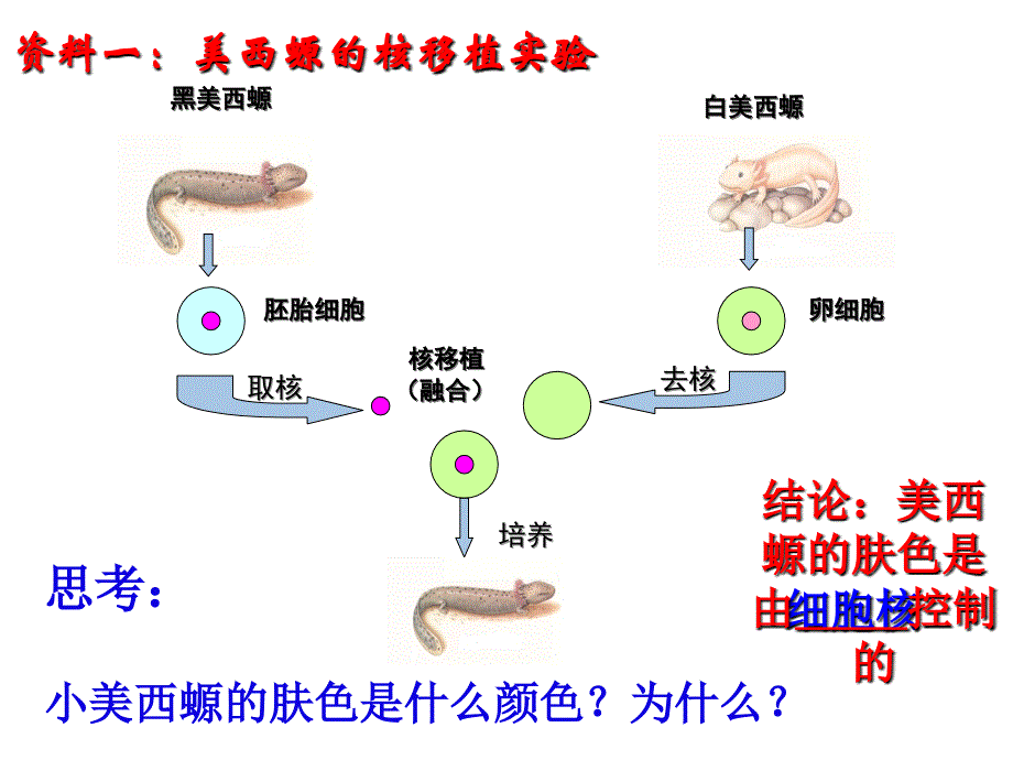 人教版高中生物必修1第三章第3节细胞核系统的控制中心2_第3页