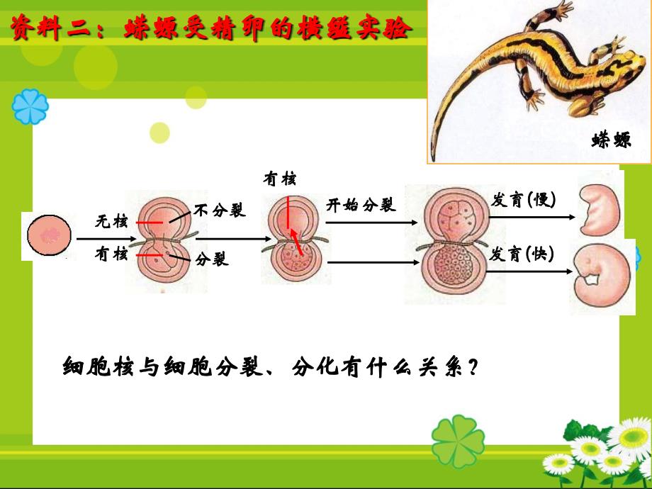 人教版高中生物必修1第三章第3节细胞核系统的控制中心2_第4页