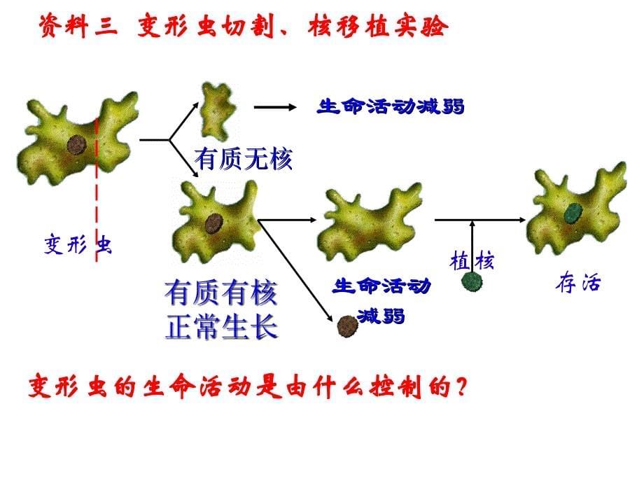 人教版高中生物必修1第三章第3节细胞核系统的控制中心2_第5页